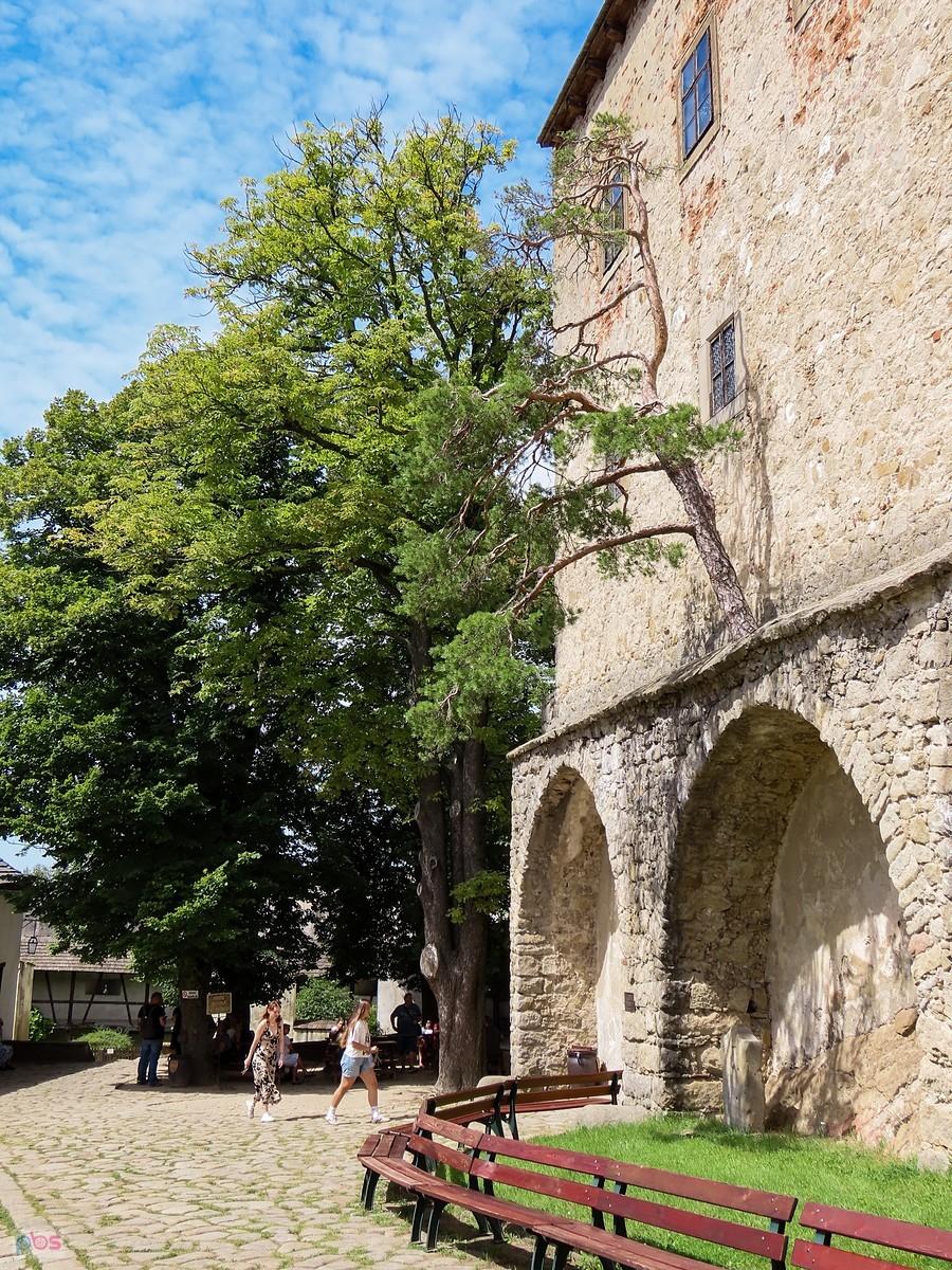 Sosna nad wejściem do zamku wyrasta wprost z murów