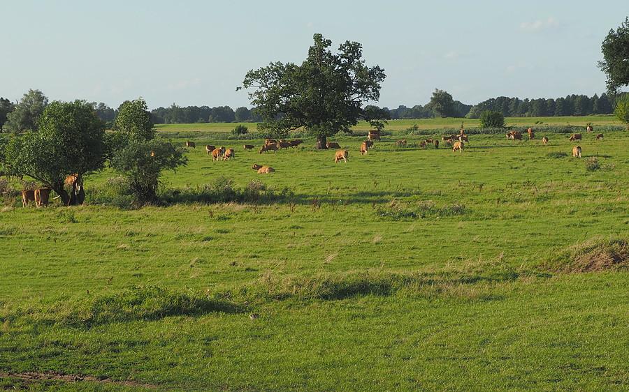 Łąki nad Wartą