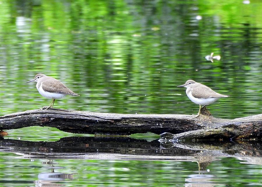 Para brodźców piskliwych na Dębinie