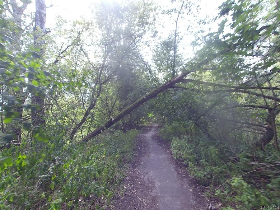 Troszkę krzaków