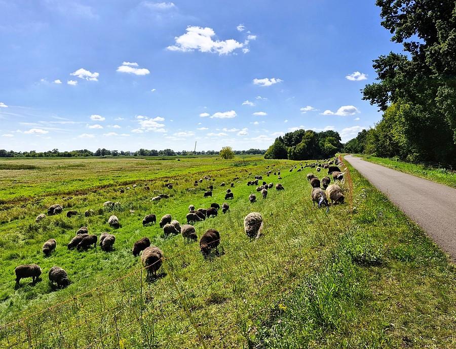 Owce przy trasie Odra-Nysa
