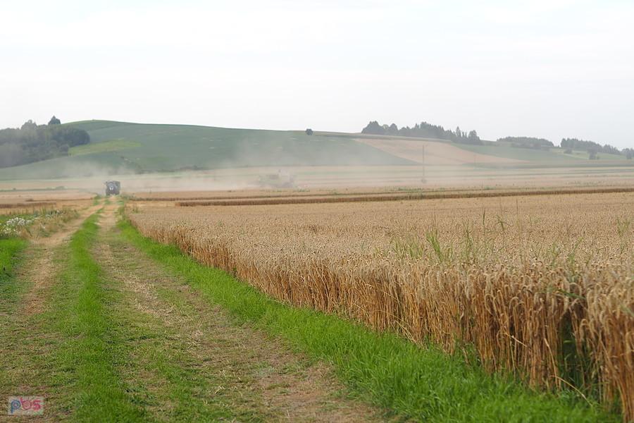 spóźnione żniwa