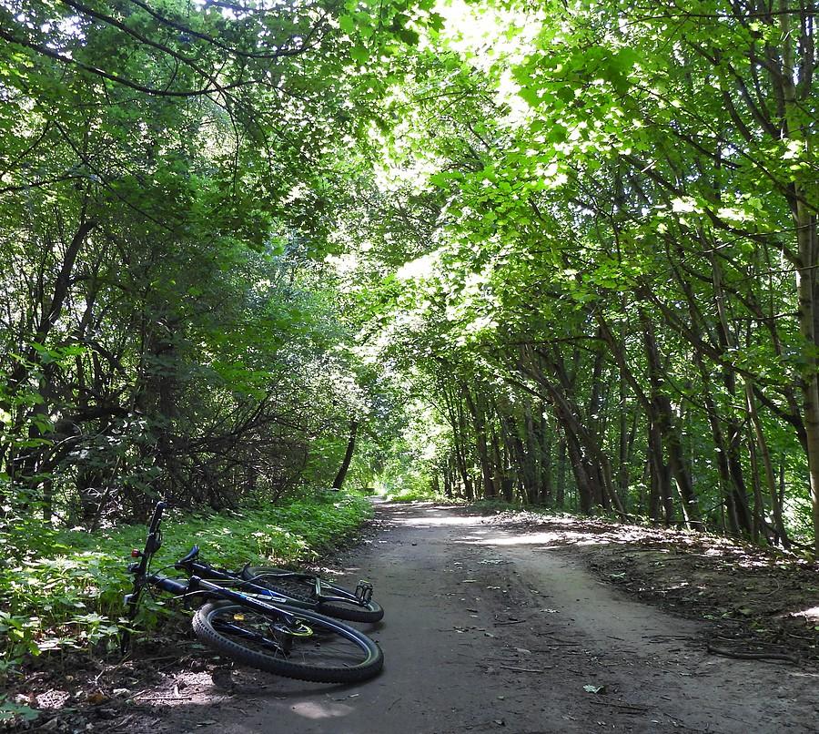 Tu miasto i Rowerowy Poznań chcą asfalt, wycinkę i Wartostradę