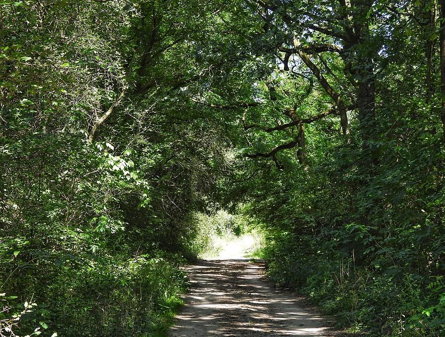 Tunel drzew na Dębinie