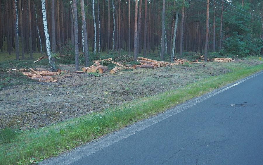 Wycinka drzew pod drogę dla rowerów