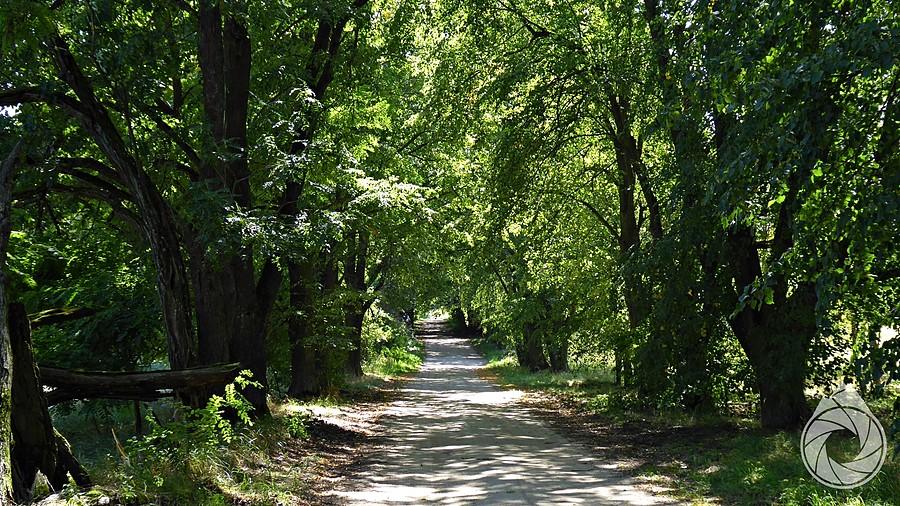 akacjowa aleja w PoleskimPN