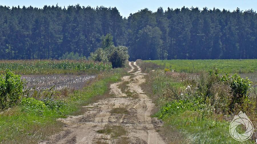 piachy roztoczańskie