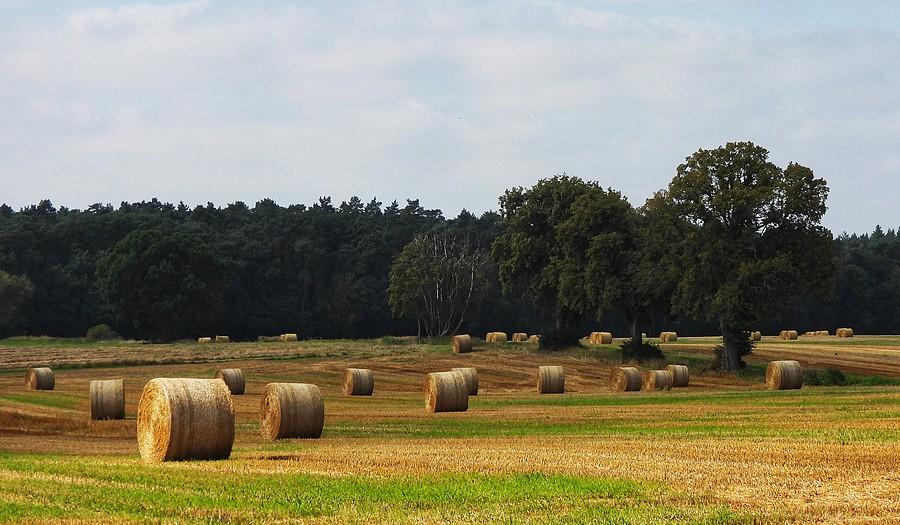 Sierpień pełną gębą