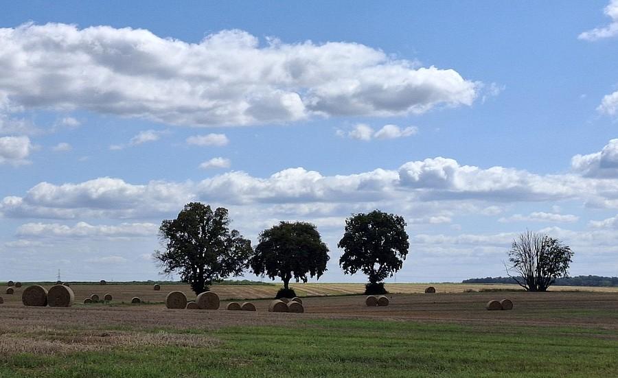 Widoczek z Trzcielina