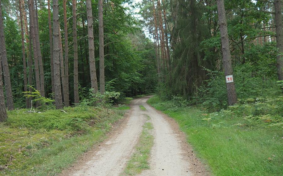 W lasach nad Obrą