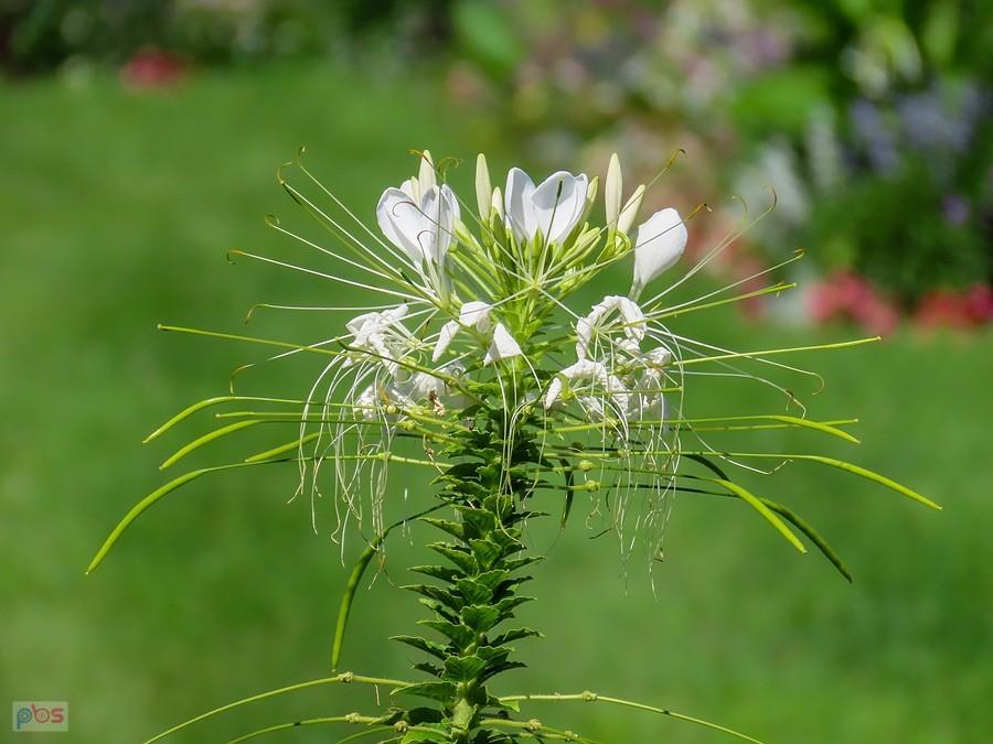 Spider flower