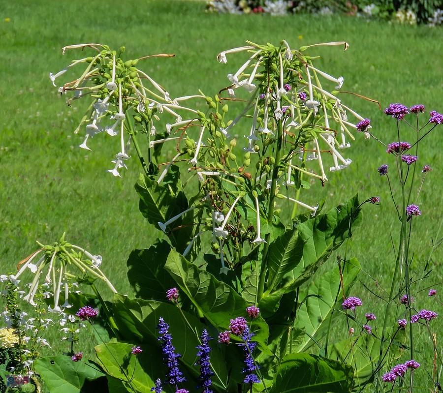 Nicotiana sylvestris