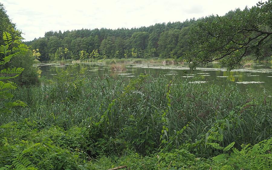 Staw młyński Heide-Muhle