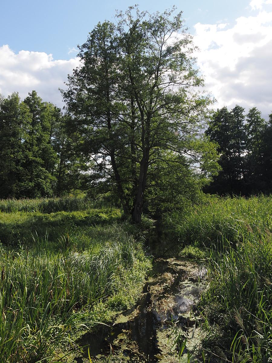 Ilanka pod Starościnem