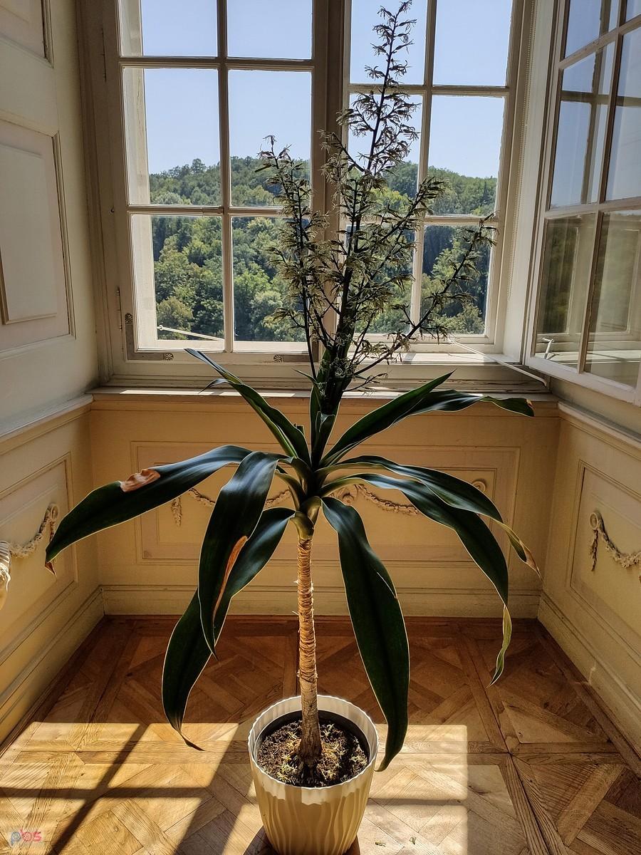 Kwitnąca dracena na zamku Vranov