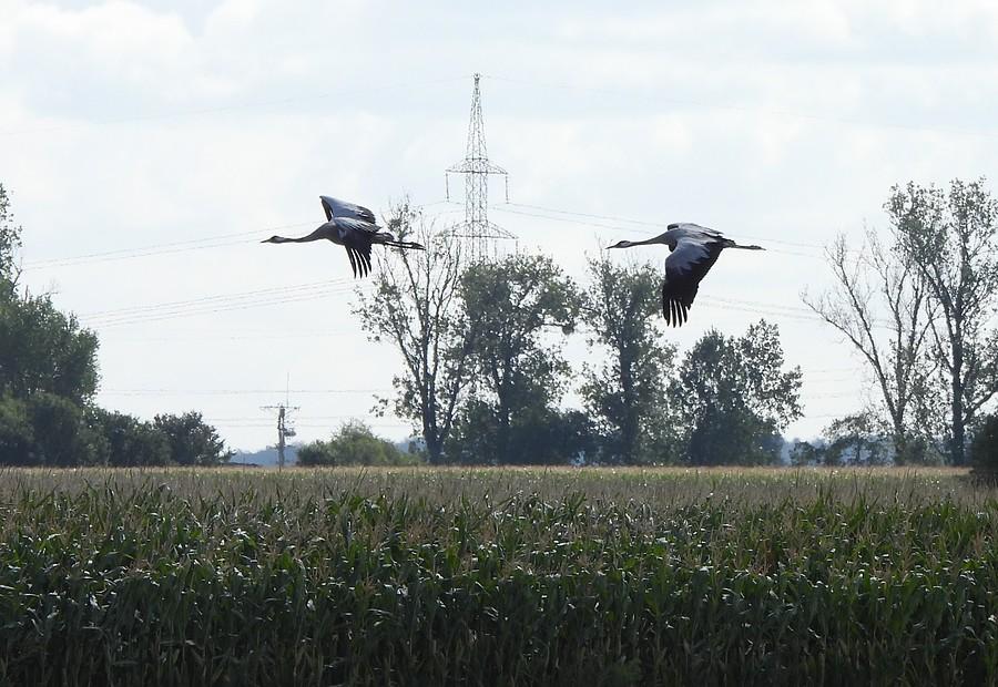Przelatujące żurawie