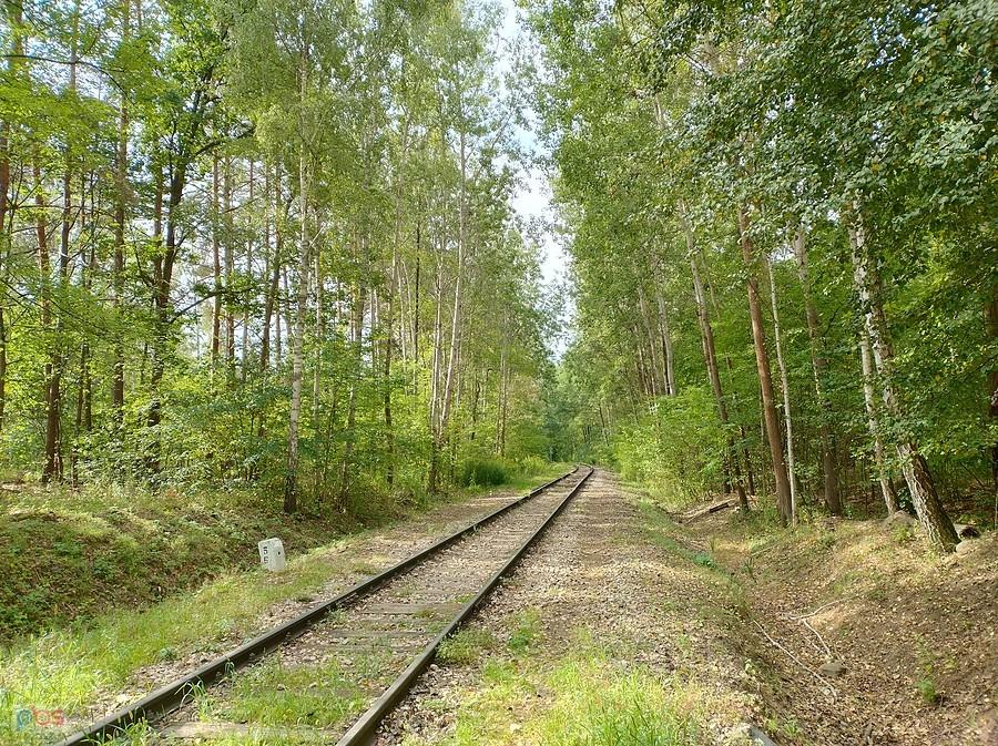 Tor przez las