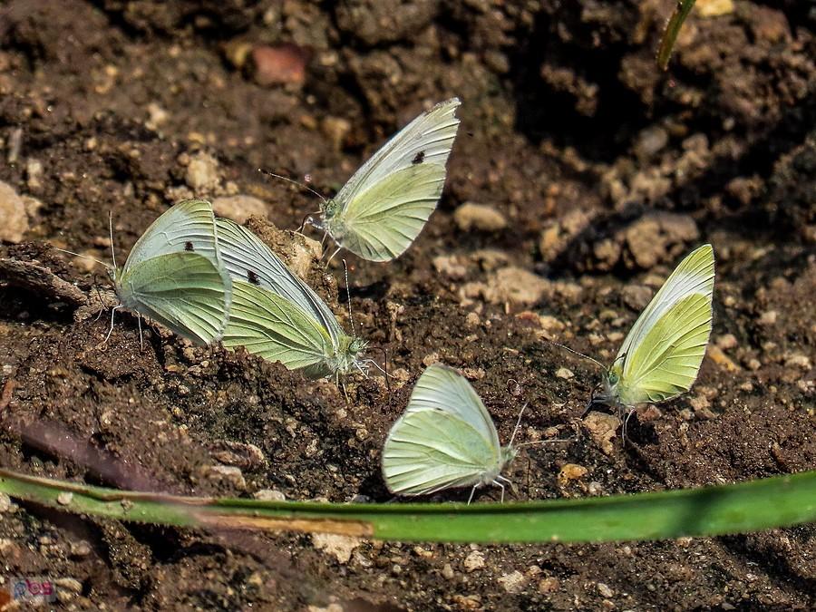 Bielinki przycupnęły na mokrej ziemi