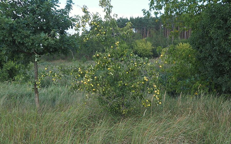 Grusza dziczka.