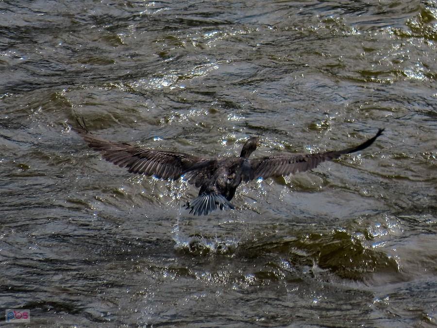 Kormoran poderwał się do lotu
