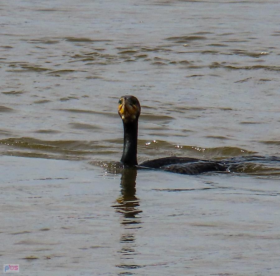 Kormoran poluje na rybki