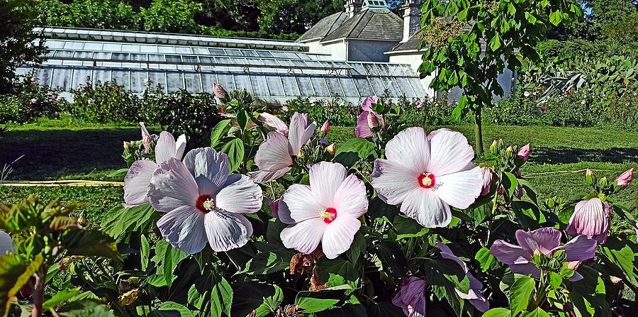 Hibiskus w przypałacowym ogrodzie Festeticksów w Keszthely na Węgrzech