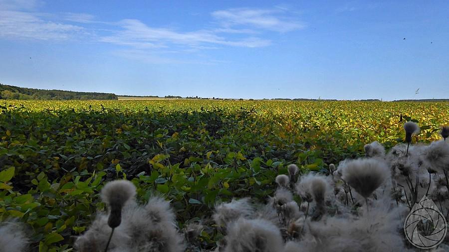 poranek nad polami krasnostawskimi