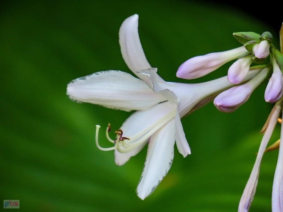 Kwiatek funkii