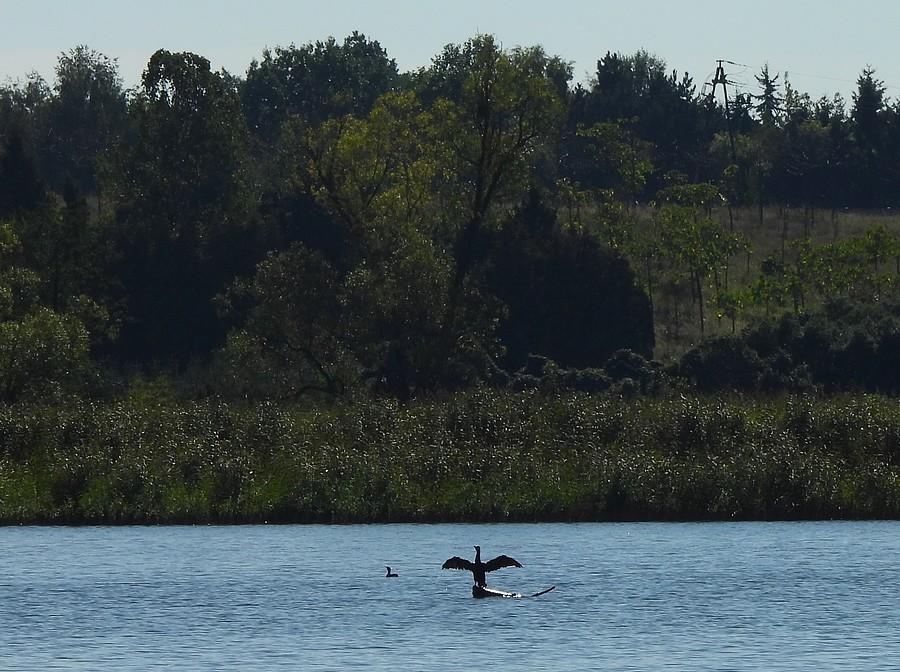Kormoran na środku jeziora