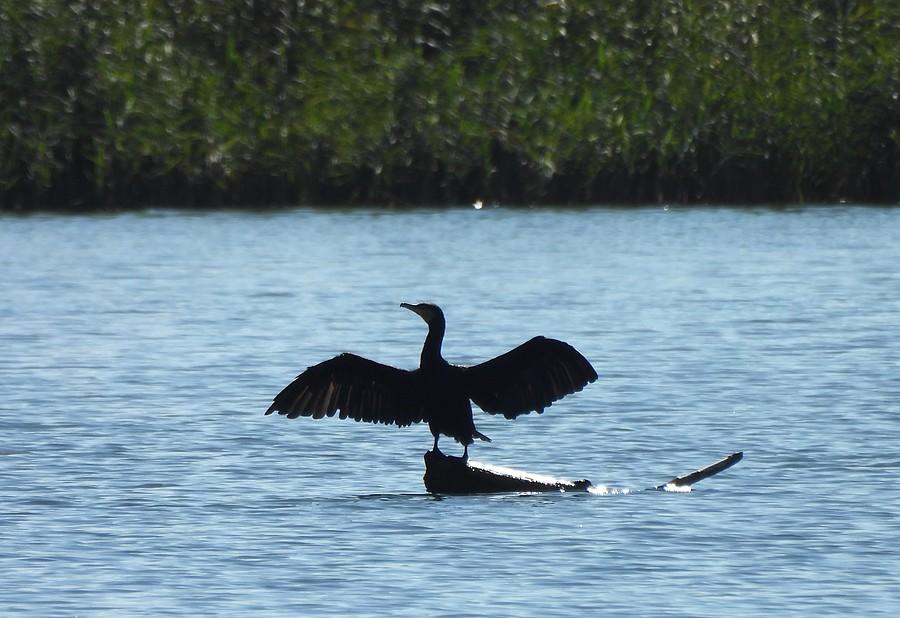 Kormoran suszy skrzydła