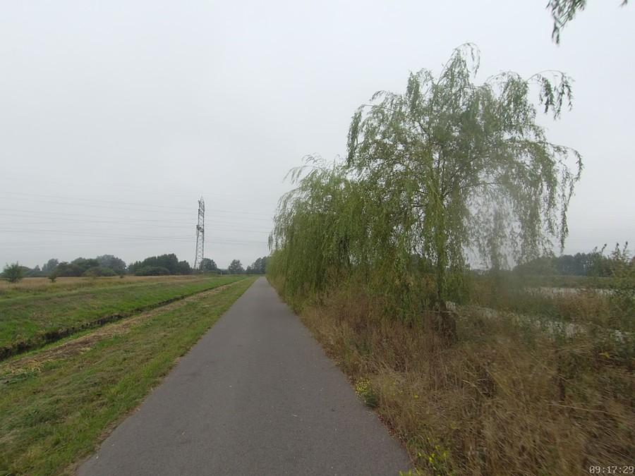 Wierzby coraz wyższe. Stawy w Michałowicach