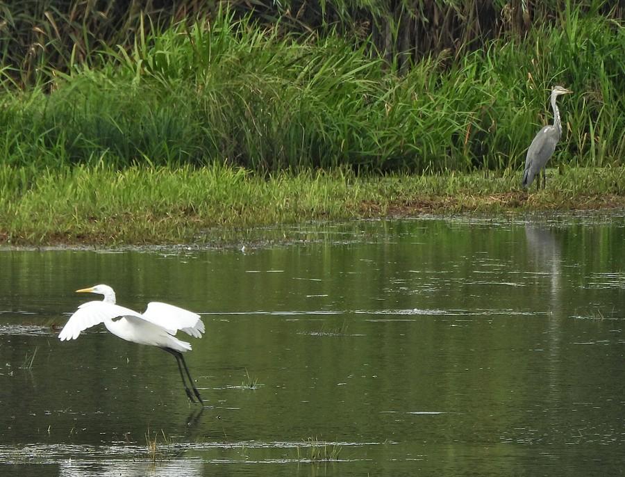 Lądująca biała i stacjonarna siwa