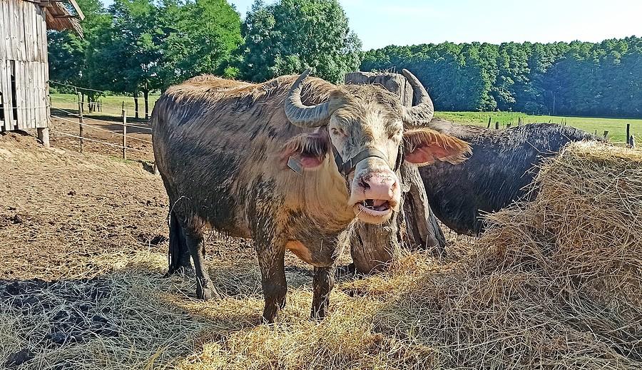 Rezerwat bawołów w Kapolnapuszta na Węgrzech