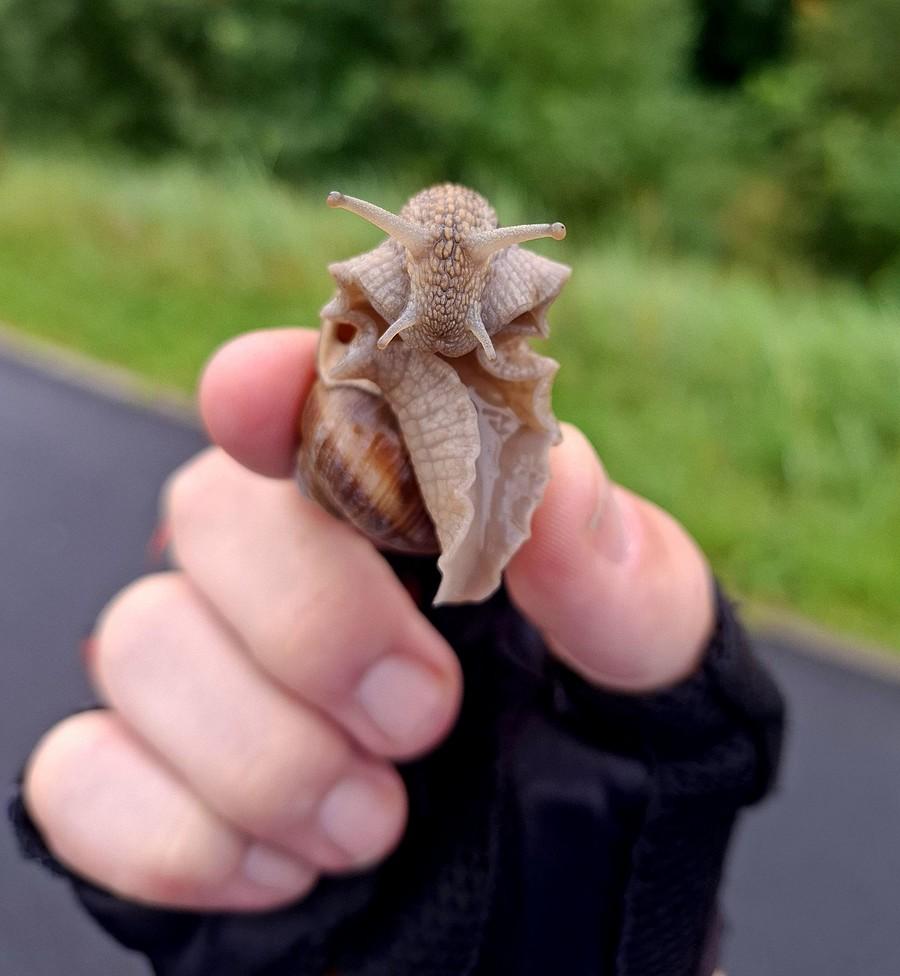 Ratowanie ślimaka