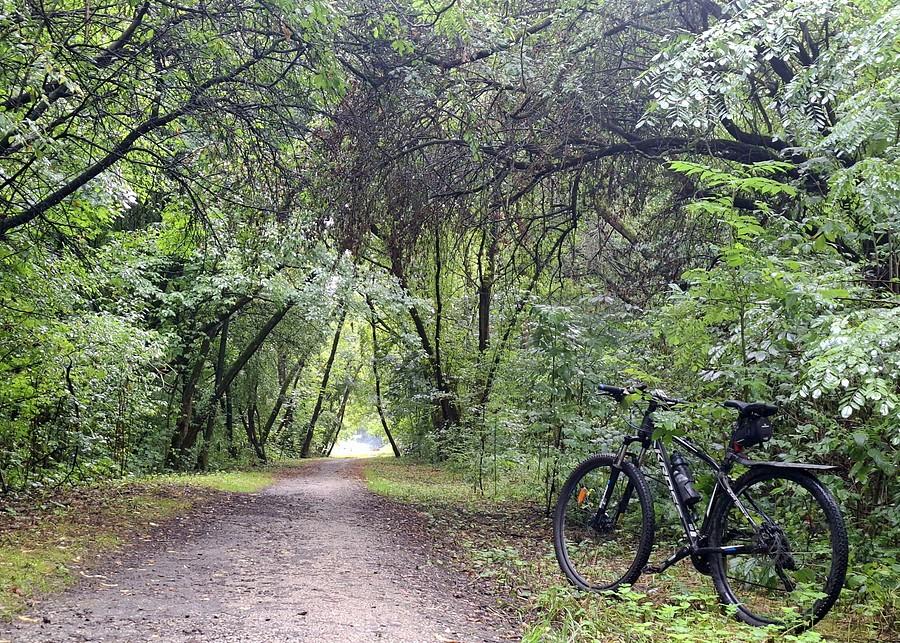Tunel drzew na Dębinie