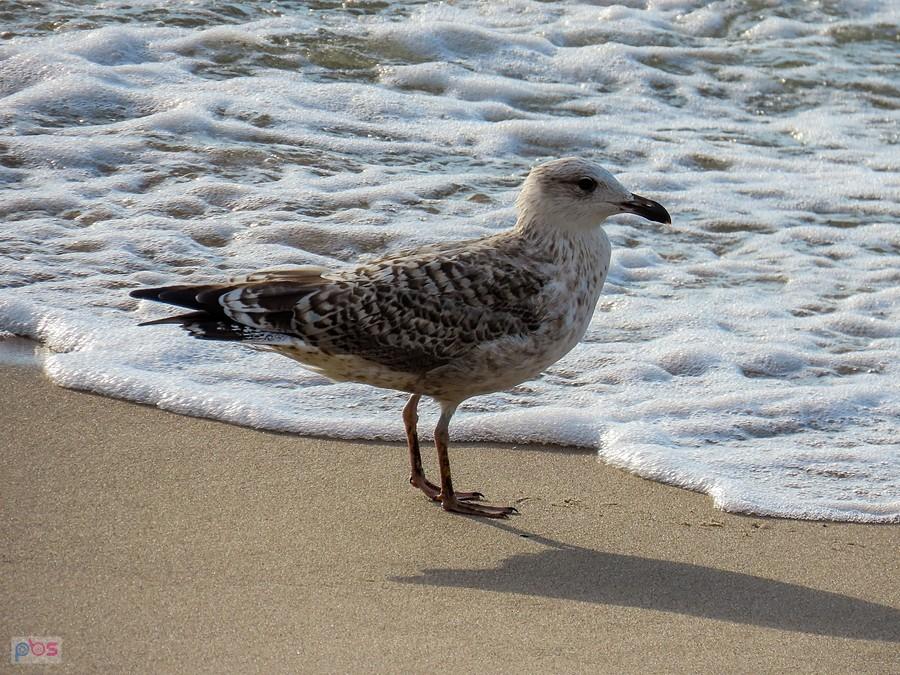 Mewa spaceruje po plaży