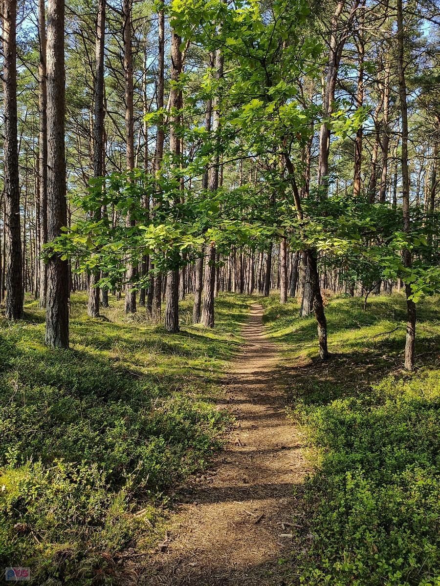 Singletrack w lesie przy plaży w Rowach