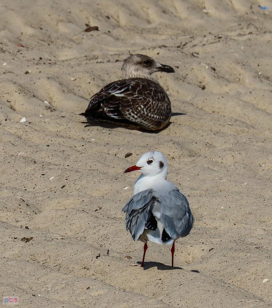Mewy też plażują