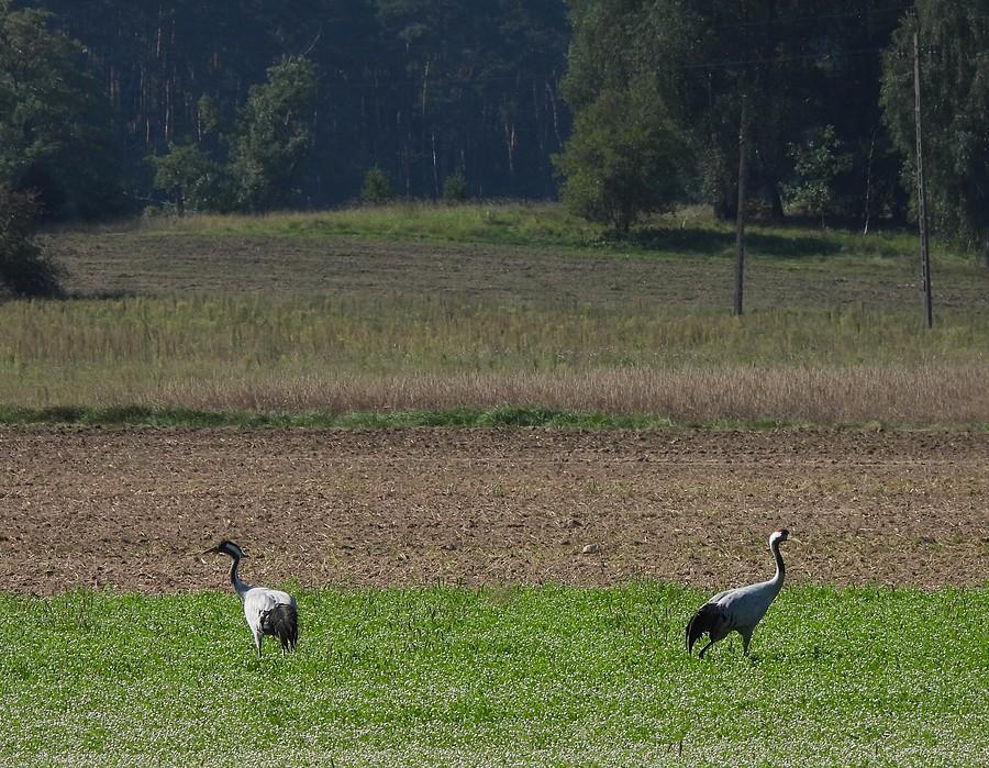 Wędrująca para żurawi