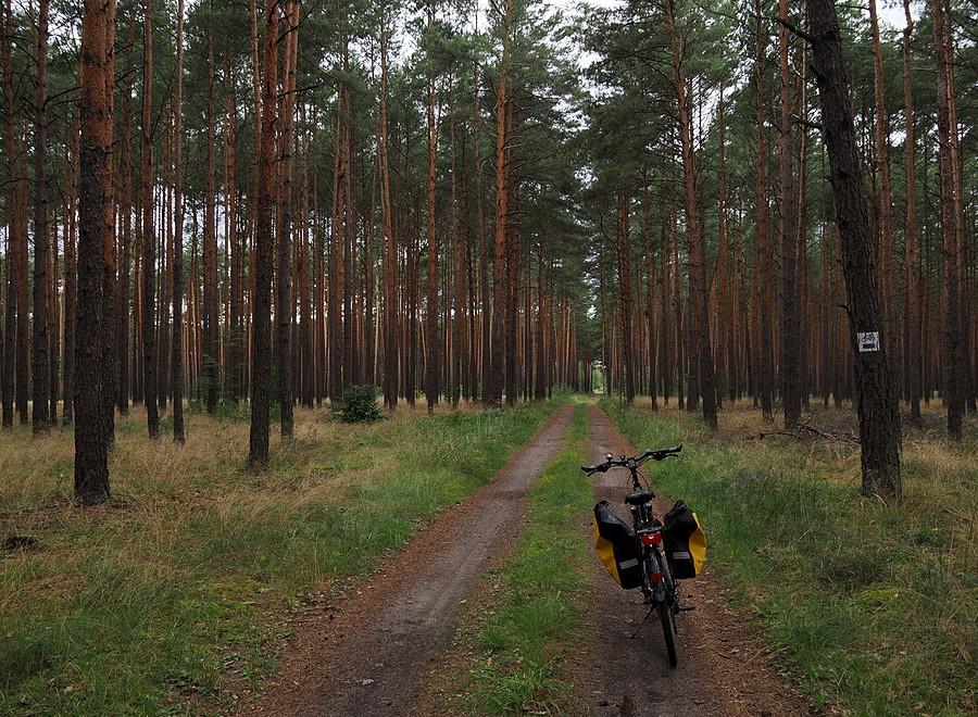 Niebieski szlak rowerowy w Puszczy Rzepińskiej