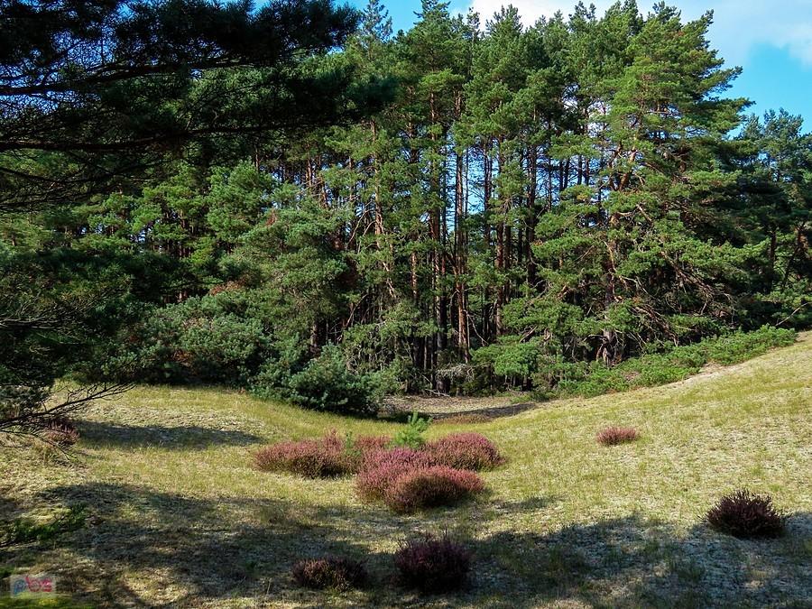 Klimatycznie z kępą wrzosów