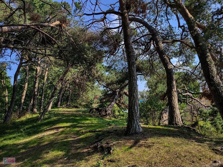Pokręcone sosny na wydmie