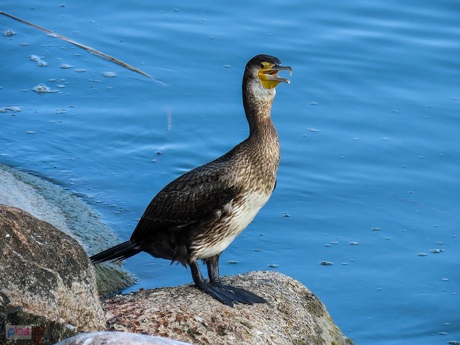 Kormoran na brzegu rzeki Łupawy