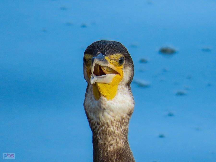 Kormoran zdaje się przełyka większą rybkę