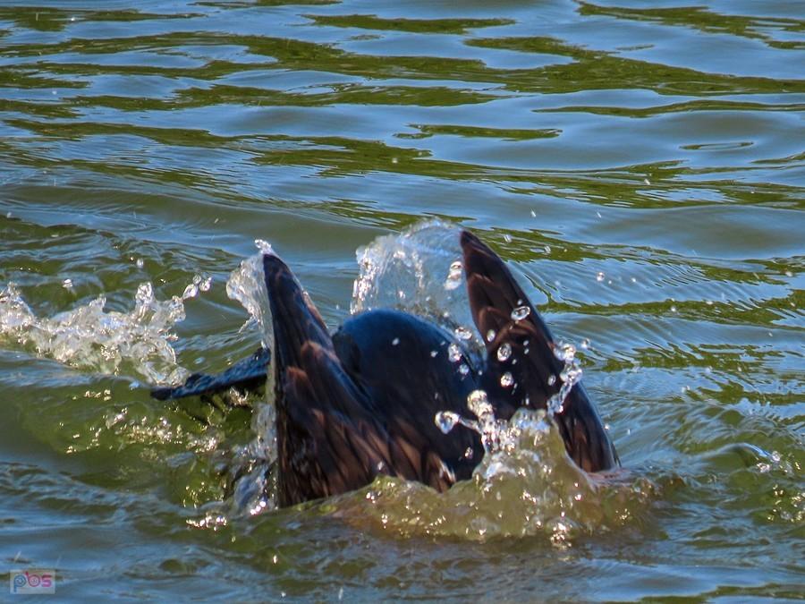Kormoran dał nura