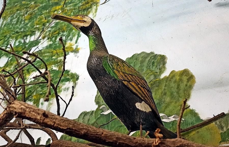 Kormoran