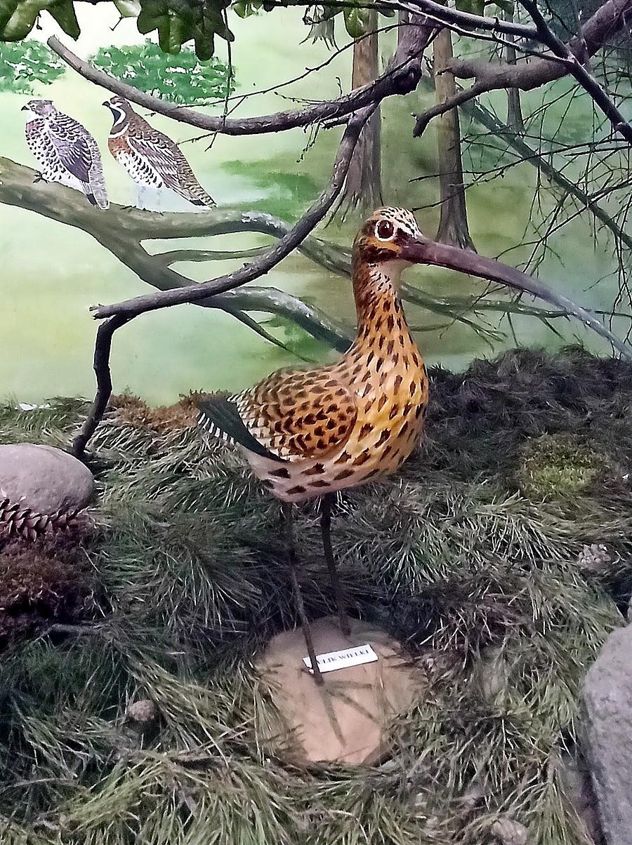 Kulik wielki