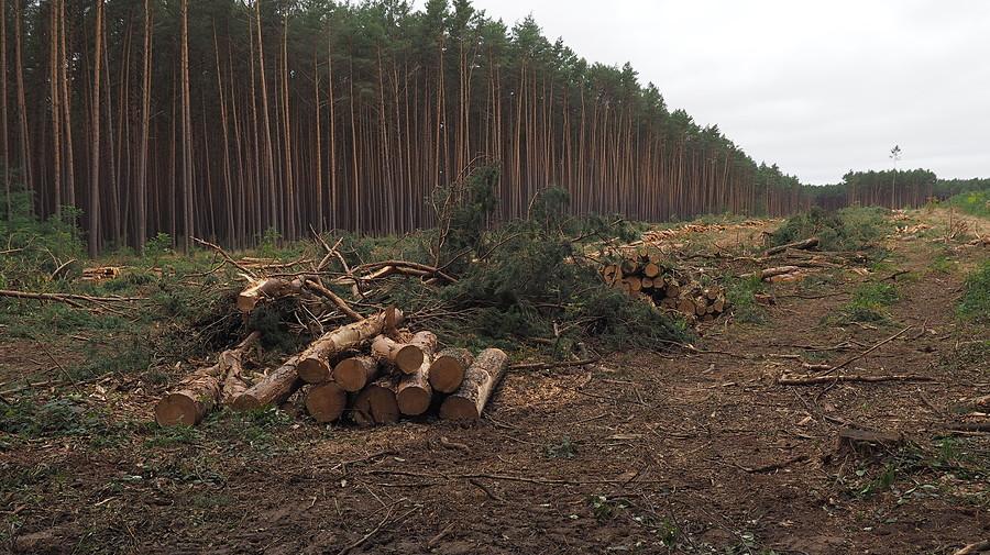 Leśne żniwo