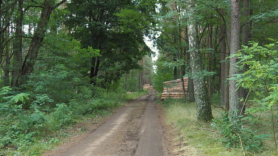 Skład drewna
