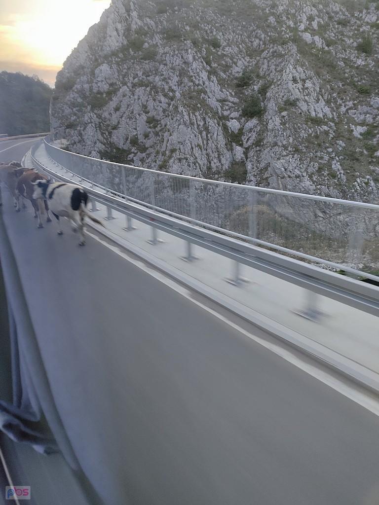 krówki na trasie